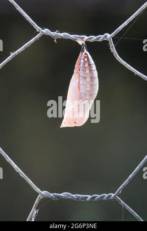Crisalis di nuova formazione della farfalla australiana di altalena (Doleschallia bisaltide) su recinzione. Fotografato a Cow Bay, Daintree, far North Queensland, Au Foto Stock