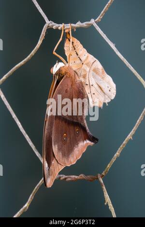 Nuova emersa Australian Leafwing Butterfly (Doleschallia bisaltide) con il caso di crisalide sulla recinzione. Fotografato a Cow Bay, Daintree, far North Queen Foto Stock