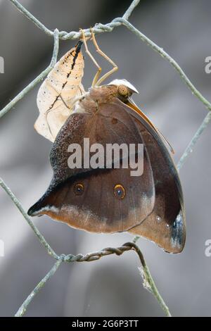 Nuova emersa Australian Leafwing Butterfly (Doleschallia bisaltide) con il caso di crisalide sulla recinzione. Fotografato a Cow Bay, Daintree, far North Queen Foto Stock