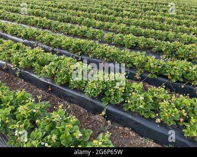 Campo di fragole in produzione pronto per la raccolta. Foto Stock