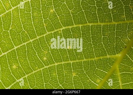 Macro di foglia verde con vene visibili. Foto Stock