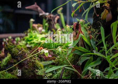 Nepenthes pianta tropicale carnivora appesa da un albero nella serra su uno sfondo sfocato con fuoco selettivo. La foto è stata scattata in Foto Stock