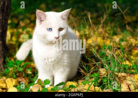 Vista frontale di un gatto bianco seduto all'aperto in erba con foglie d'autunno Foto Stock