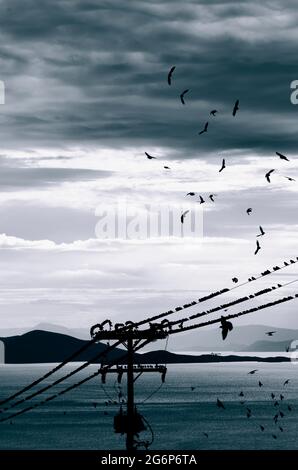 Gli Starlings comuni (Sturnus vulgaris) si sciame sulle linee di alimentazione Foto Stock