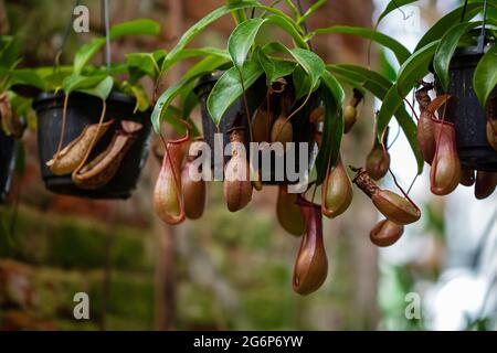 Nepenthes pianta tropicale carnivora appesa da un albero nella serra su uno sfondo sfocato con fuoco selettivo. La foto è stata scattata in Foto Stock