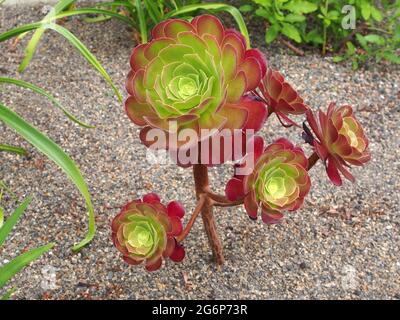 Un Arboreum verde e rosso di Aeonio - un succulente adatto a condizioni aride secche chiamato Arboreum perché è su un gambo e può crescere abbastanza alto. Foto Stock