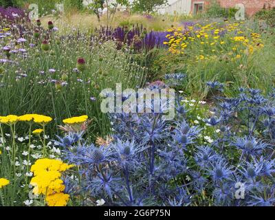 Vista attraverso il giardino murato a RHS Garden Bridgewater a Salford, Manchester, Regno Unito, nel mese di luglio con achillea giallo e eryngium blu in primo piano. Foto Stock