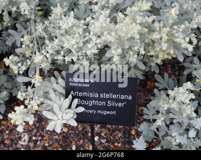 Artemisia Stelleriana Var. Broughton Silver (Hoary Mugwort) con la sua etichetta giardino che cresce nei giardini RHS Bridgewater a Salford, Regno Unito. Foto Stock