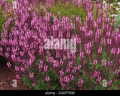 Un grumo di Salvia nemorosa Var. Sensation Rose (salvia del bosco) fioritura nel mese di luglio. Foto Stock