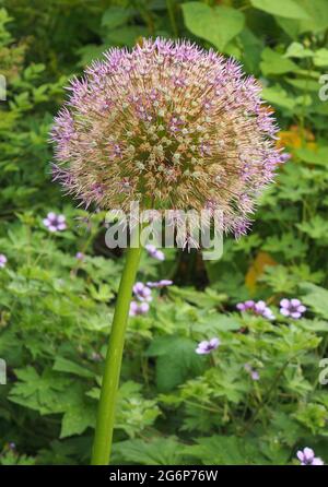Macro shot di una singola testa di semina di un Allium Gigante (Allium Giganteum) che cresce in un giardino inglese nel mese di luglio. Foto Stock