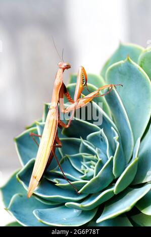 Mantis orante marrone (Mantis religiosa) su pianta succulenta Foto Stock