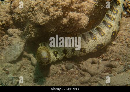 Tiger Snake Anguilla nel Mar Rosso colorato e bello, Eilat Israel Foto Stock