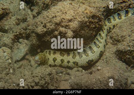 Tiger Snake Anguilla nel Mar Rosso colorato e bello, Eilat Israel Foto Stock