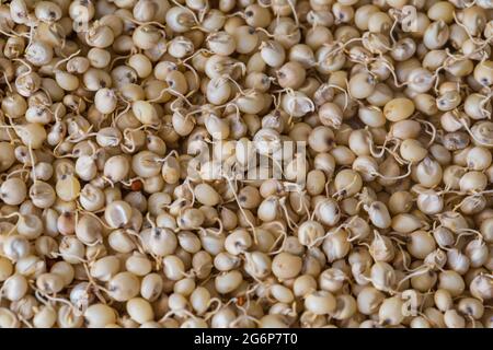 Primo piano di Sorghum germogliato (Jowar) o semi di miglio egiziano . Il sorgo  è un antico cereale appartenente alla famiglia delle erbe Poaceae Foto stock  - Alamy