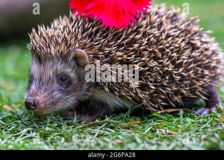 primo piano di un riccio sull'erba con un fiore rosso Foto Stock