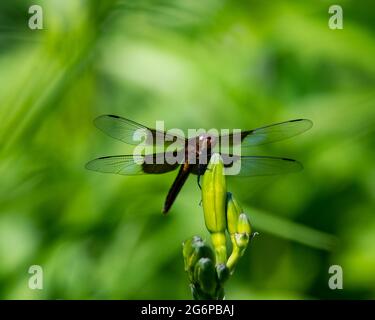 Una libellula Widow Skimmer, Libellula luctuosa, sul germoglio di una pianta di giglio giorno nel giardino a Speculator, NY USA Foto Stock