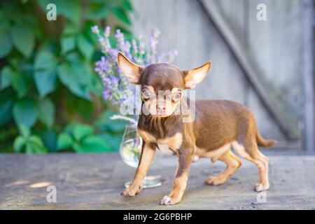 Un cucciolo di Chihuahua marrone si trova su un tavolo di legno, di fronte ad un bouquet di fiori di lavanda, fuoco selettivo Foto Stock