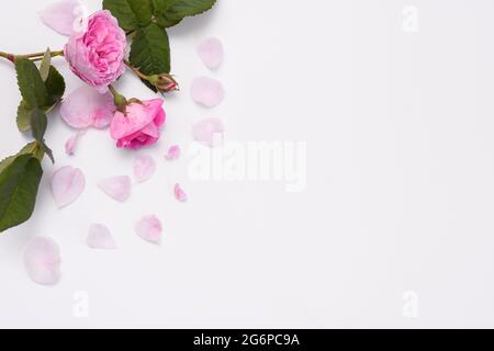 due bellissimi fiori di rosa con foglie verdi, germogli, petali di rosa. spazio vuoto. layout Foto Stock