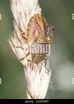 Shield bug, probabilmente Eurygaster sp. Foto Stock