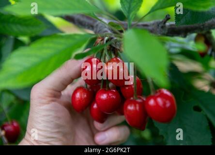 Aseleben, Germania. 24 Giugno 2021. Le ciliegie dolci pendono da un albero in una piantagione a Obsthof am Süßen See. Le ciliegie dolci maturano su 318 ettari nella zona di coltivazione dell'associazione regionale Sächsisches Obst e.V. in Sassonia e Sassonia-Anhalt. Per quest'anno, i frutticoltori dell'associazione stanno prevedendo un raccolto di circa 1900 tonnellate, e le loro aspettative sono inferiori alla media. Le notti di gelo freddo all'inizio di aprile portano a gravi deficit di resa per tutte le varietà e in tutte le regioni. Credit: Hendrik Schmidt/dpa-Zentralbild/ZB/dpa/Alamy Live News Foto Stock