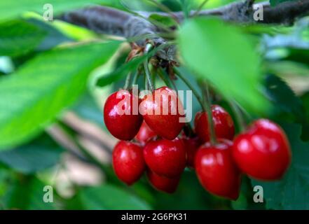 Aseleben, Germania. 24 Giugno 2021. Le ciliegie dolci pendono da un albero in una piantagione a Obsthof am Süßen See. Le ciliegie dolci maturano su 318 ettari nella zona di coltivazione dell'associazione regionale Sächsisches Obst e.V. in Sassonia e Sassonia-Anhalt. Per quest'anno, i frutticoltori dell'associazione stanno prevedendo un raccolto di circa 1900 tonnellate, e le loro aspettative sono inferiori alla media. Le notti di gelo freddo all'inizio di aprile portano a gravi deficit di resa per tutte le varietà e in tutte le regioni. Credit: Hendrik Schmidt/dpa-Zentralbild/ZB/dpa/Alamy Live News Foto Stock