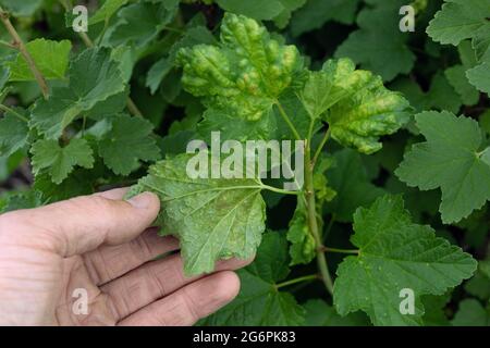 Uomo che tiene foglia di curry con vesciche all'esterno, infettato con foglia-accatastare ribes afid. Foto Stock