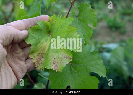 Uomo mano tenere macchie giallo chiaro su foglie di uva, pianta affetta da malattia fungina alternariosi. Foto Stock