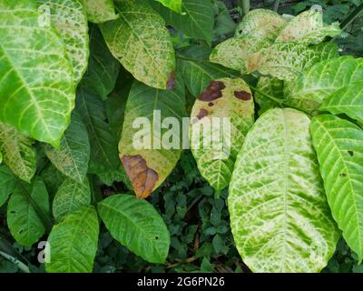 Marrone e giallo danno da antracnosio sulla foglia verde di robusta pianta del caffè albero, malattie delle piante che danneggiano l'agricoltura Foto Stock