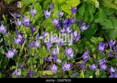 giglio blu noto come giglio del nilo piccoli fiori nel giardino estivo Foto Stock