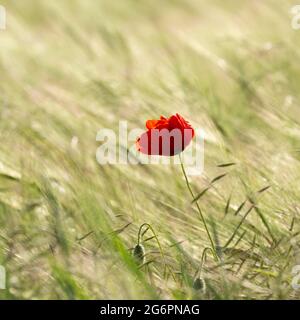 Un papavero rosso solitario si erge vibrante contro un campo di erba alta sotto la luce del giorno Foto Stock