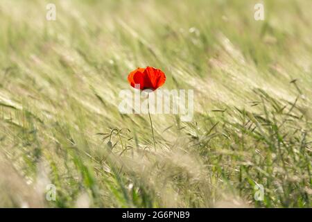 Un papavero rosso solitario si erge vibrante contro un campo di erba alta sotto la luce del giorno Foto Stock