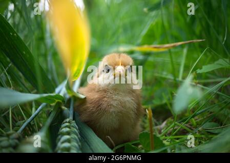 Carino giovane pulcino visto a livello del terreno in verde e erba all'aperto in un campo o giardino con fuoco selettivo per la faccia dell'uccello Foto Stock