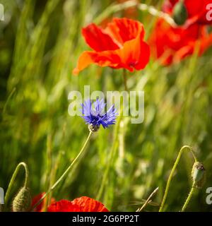 Puy de Dome (63) Bleuets et coquelicots dans un Champ // France. Auvergne-Rodano-Alpi. Puy de Dome (63) mirtilli e papaveri in un campo Foto Stock