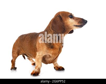 Marrone Dachshund davanti a sfondo bianco Foto Stock