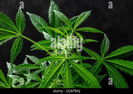 Pianta di marijuana, quasi pronta per la raccolta, su sfondo scuro. Foglie di cannabis vibranti Foto Stock