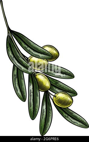 Olive Branch Illustrazione legno d'epoca Illustrazione Vettoriale