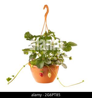 Pianta di fragola con bacche in pentola sospesa isolato su bianco. Foto Stock