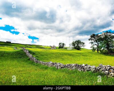 Buttercups in un prato con fienili e pareti di pietra a secco e cieli nuvolosi. Un giorno estivo. Yockenthwaite. Yorkshire Dales National Park. Foto Stock