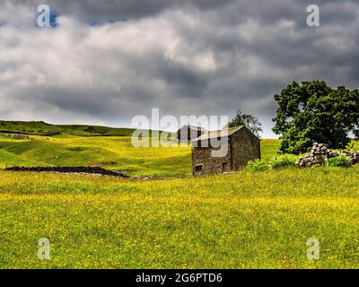 Buttercups in un prato con fienili e pareti di pietra a secco e cieli nuvolosi. Un giorno estivo. Yockenthwaite. Yorkshire Dales National Park. Foto Stock