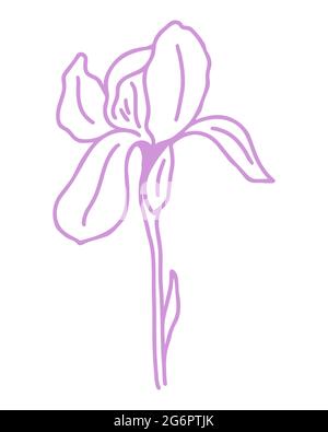 Silhouette di delicato fiore viola iris, vettore. Un'illustrazione di un elegante fiore da giardino. Contorno bellissimo elemento botanico. Flo moderno e alla moda Illustrazione Vettoriale