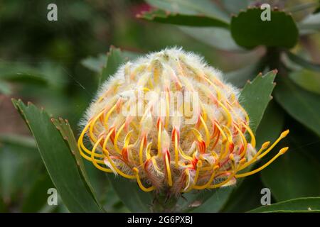 Sydney Australia, testa di fiore gialla di un leucospermo x cuneiformi 'arancio di carnevale' nativo del Sud africa Foto Stock