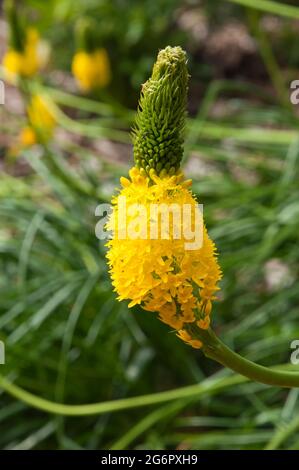 Sydney Australia, testa fiorita giallo brillante di una latifolia bulbina originaria dell'africa meridionale Foto Stock