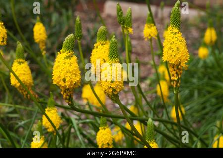 Sydney Australia, fiori giallo brillante di un cespuglio di latifolia di bulbine un nativo dell'africa meridionale Foto Stock