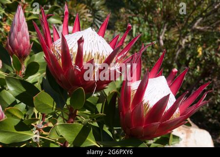 Sydney Australia, teste di fiore di protea cynaroides piccolo principe al sole Foto Stock