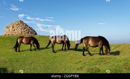 Tre pony di Exmoor che pascolano su Dunkery Beacon, Exmoor, Somerset, Regno Unito Foto Stock