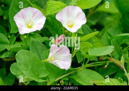 Campo Bindweed - Convolvulus arvensis, tre fiori con boccioli e foglie Foto Stock