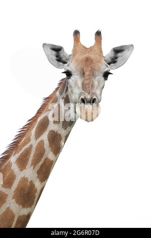 Giraffe (Giraffa camelopardalis) ritratto viso testa. Sfondo bianco. Parco Nazionale di Etosha, Namibia, Africa Foto Stock