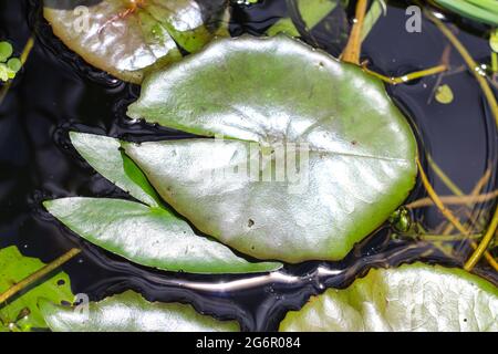 Foglia verde sull'acqua per la carta da parati. Foglie su sfondo d'acqua. Foto Stock