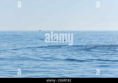 Un delfino salta sulla superficie del mare blu. Stagcape minimalistico sul dorso di un delfino all'orizzonte. Animali in natura. Piccoli delfini Foto Stock