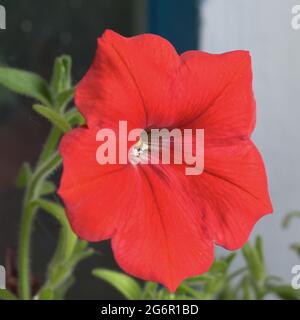 Fiore di Petunia, primo piano. Fiore con petali variegati. Foto Stock